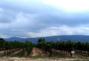 Raventos i Blanc and Codorniu Vineyards in Spain